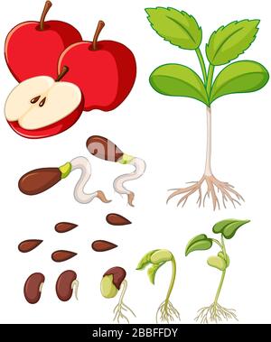 Rote Äpfel mit Samen und Baum wachsende Illustration Stock Vektor