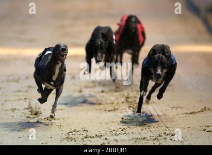 Benkaat Blue (Nr. 4 schwarz) und Jaytee Zeus (Nr. 2 blau) im Einsatz beim William Hill Greyhound-Derby 2. Runde Heat 14 Stockfoto