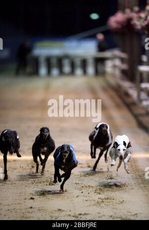 Shaneboy Spencer (Nr. 2 blau) und Lemon Pluto (Nr. 1 rot) im Einsatz während des William Hill Greyhound-Derby 2. Runde Heat 16 Stockfoto