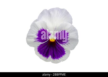 Schöne violette und weiße Pansenblume, isoliert auf weißem Hintergrund Stockfoto