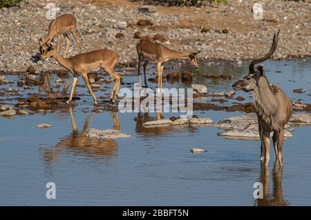 Kudu am Wasserloch Stockfoto