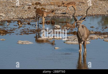 Kudu am Wasserloch Stockfoto