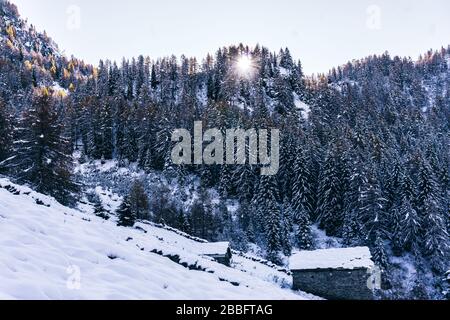 Der Wald und der Blick auf das Tartano-Tal, in der Nähe der Stadt Morbegno, Italien, an einem schönen Wintertag Stockfoto