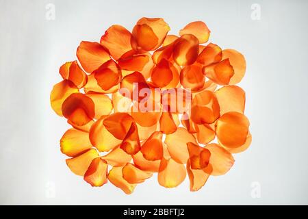 Haufen orangefarbener Rosenblätter auf weißem Hintergrund, Draufsicht. Stockfoto