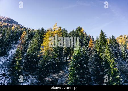 Der Wald und der Blick auf das Tartano-Tal, in der Nähe der Stadt Morbegno, Italien, an einem schönen Wintertag Stockfoto