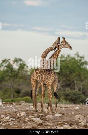 Giraffe Paarung Stockfoto