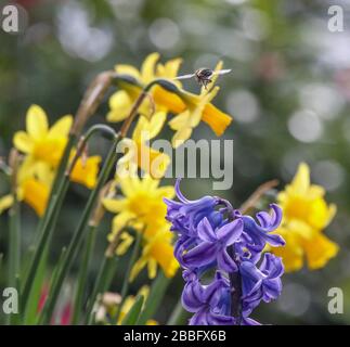 Magheralin, County Armagh, Nordirland. März 2020. Wetter in Großbritannien: Sonnige Zauber an einem trockenen Tag, aber cool in der frischen Brise. Eine Biene auf der Flucht, die nach Nektar sucht. Credit: David Hunter/Alamy Live News Stockfoto