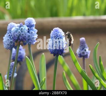 Magheralin, County Armagh, Nordirland. März 2020. Wetter in Großbritannien: Sonnige Zauber an einem trockenen Tag, aber cool in der frischen Brise. Eine einsame Biene auf hellblauem Traubenhyazinthe. Credit: David Hunter/Alamy Live News Stockfoto