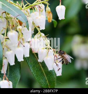 Magheralin, County Armagh, Nordirland. März 2020. Wetter in Großbritannien: Sonnige Zauber an einem trockenen Tag, aber cool in der frischen Brise. Honigbiene ernährt sich von den weißen Blumen einer pieris Waldflamme. Credit: David Hunter/Alamy Live News Stockfoto