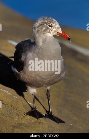 Heermann's Gull, Larus heermanni, Coastal, benötigt vier Jahre, um sich zu adultem Gefeder zu entwickeln, Winter Non Breeding Adult, San Diego California USA Stockfoto