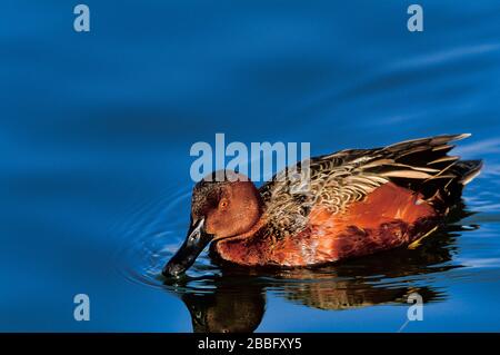 Zimtteal, Anas cyanoptera, ausgewachsenes männliches Brutgefleid, Black Bay Orange County, Kalifornien, USA, im Flachwasser gefunden, Filterschlamm mit Rechnung Stockfoto