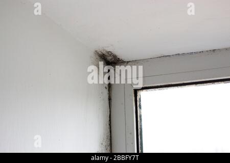 Stachybotrys chartarum oder schwarze Form, giftige Form. Schimmel an hängen in einem Haus in der Nähe von Fenstern, die Feuchtigkeit einlassen. Stockfoto