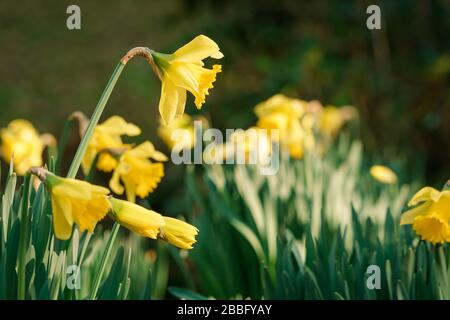 Narzissen, die sich im frühen Sonnenschein abkühlen Stockfoto