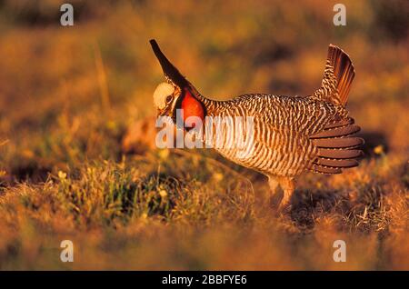 Weniger Praire Chicken, Tympanuchus pallidicinctus, männlich boomend auf Lek, Harper County, Oklahoma, USA Stockfoto
