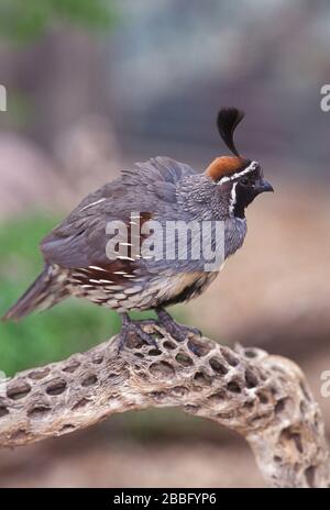 Gambel's Quail, Callipepla gambelii, Tuscon, Arizona, USA, auf der Straße Stockfoto