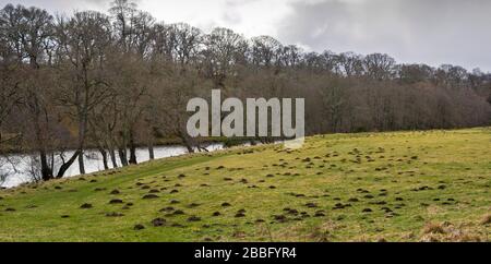 RASENFELD ODER WIESE IM FRÜHJAHR EINE VIELZAHL VON MAULWURFSHÜGELN TALPA EUROPAEA Stockfoto