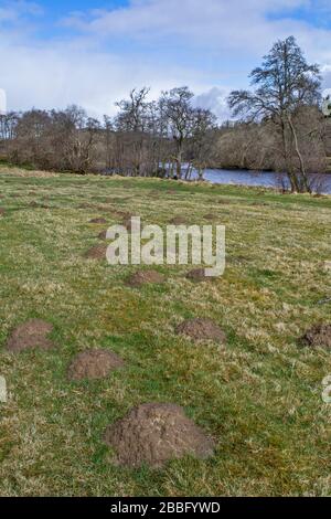 RASENFELD ODER WIESE IM FRÜHLING GUT BEDECKT VON MAULWURF TALPA EUROPAEA HÜGELN Stockfoto