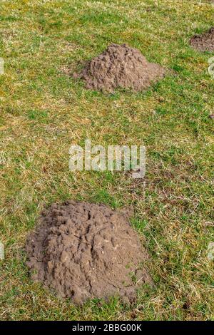 RASENFELD ODER WIESE IM FRÜHJAHR MIT ZWEI GROSSEN MAULWURFSHÜGELN TALPA EUROPAEA Stockfoto