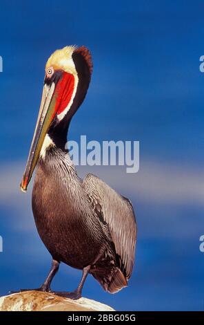 Brown Pelican, Pelecanus occidentalis californicus, männlich mit rotem Brutgefieder-Rotbeutel, La Jolla, Kalifornien, USA Stockfoto