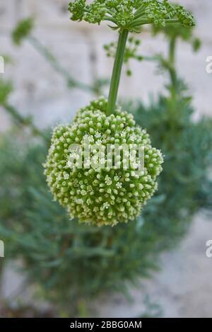 Crithmum maritimum unkultivierte Pflanze an einer Wand Stockfoto