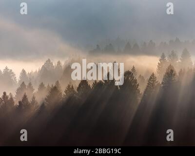 Der Cansignio Nadelwald. Sonnenlicht bei Sonnenaufgang, Lichtstrahlen auf Bäumen durch den Nebel. Eindrucksvolle Berglandschaft. Prealpi Venete, Italien. Stockfoto