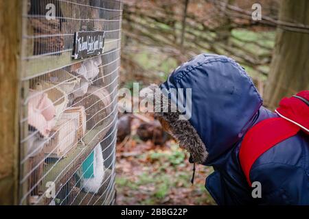 Kaukasischer Junge auf der Suche nach Insekten in einem Wald, Oxfordshire, Großbritannien Stockfoto