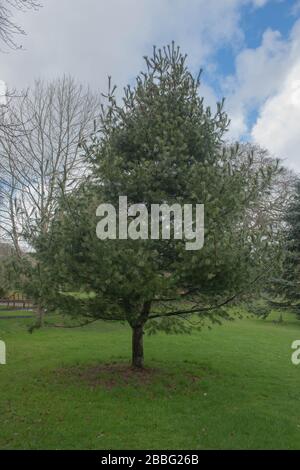 Frühlingslaub eines Kieferbaums aus Ostweiß, Schnee oder weißem Weymouth (Pinus strobus 'Alba'), der in einem Pinetum im ländlichen Cornwall, England, wächst Stockfoto