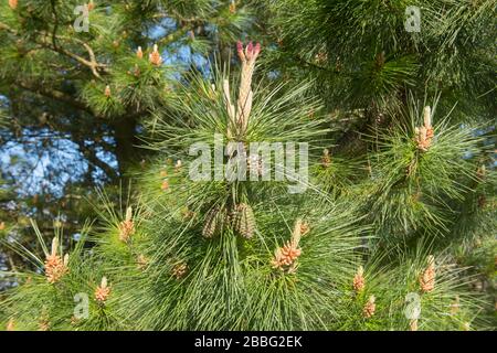 Grünes Laub und Kegel auf einem Evergreen Conifer Monterey Pine Tree (Pinus Radiata) in einem Garten im ländlichen England, Großbritannien Stockfoto