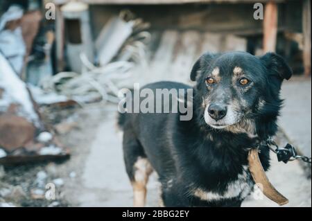 Verkettete schwarze alte Hund Porträt ohne Rasse mit intelligenten dunkelbraunen Augen auf der Straße in der Nähe des doghouse. Haustiere bewachen den Hof Stockfoto