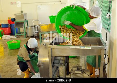 Sri Lanka, Monaragala, Gewürzfabrik, Ingwerschnitt Stockfoto