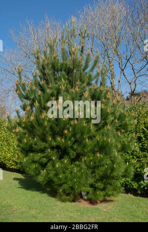 Grünes Laub und Kegel auf einem Evergreen Conifer Monterey Pine Tree (Pinus Radiata) in einem Garten im ländlichen England, Großbritannien Stockfoto