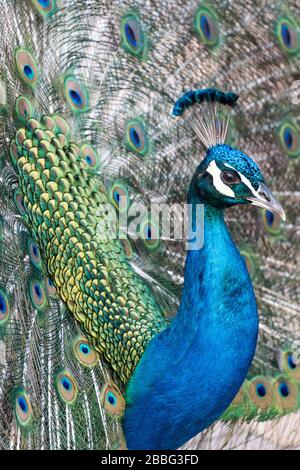 Ein schöner Pfau, der seine herrlichen Federn zeigt, um ein Weibchen anzulocken. Stockfoto