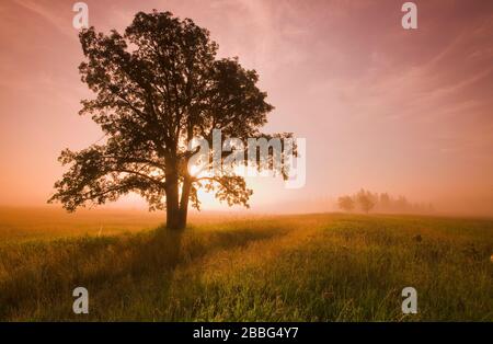 Eiche an einem nebligen Morgen im Birds Hill Provincial Park, Manitoba, Kanada Stockfoto