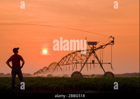 Ein Bauer betrachtet, wie ein Center Pivot Bewässerungssystem Kartoffeln bei Sonnenuntergang, Tiger Hills, Manitoba, Kanada bewässert Stockfoto