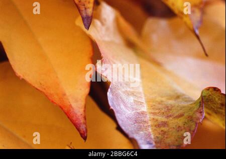 Herbst farbige Blätter aus Boston Efeus oder japanischem Efeus Stockfoto