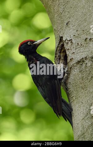 Black Woodpecker ( Dryocopus martius ) ist ein ausgewachsenes Männchen auf Baumstamm im Wald, das vor Hohlraum, Nestloch, Tierwelt, Europa thront. Stockfoto