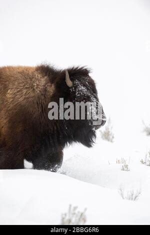 American Bison / Amerikanischer Bison (Bison Bison) im Winter, Nahaufnahme, Kopfschuss, Wanderung durch Hochschnee, Yellowstone National Park, Wyoming, USA Stockfoto