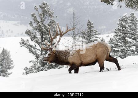 Elch / Wapiti (Cervus Canadensis), Stier im Winter, Wandern durch den Tiefschnee am Rand eines Waldes, mit Schnee bedeckt, Yellowstone NP, Wyoming, U Stockfoto