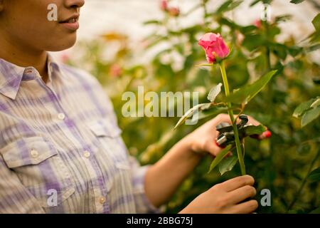 Junges Mädchen arbeiten in einem Gewächshaus. Stockfoto