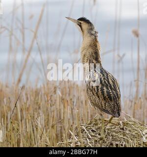 Bittern / Rohrdommel ( Botaurus stellaris ), Erwachsener im Winter, gehen, klettern, auf einem kleinen Hügel ausgesetzt stehen, Hügel mit Schilf, beobachten, Europa. Stockfoto