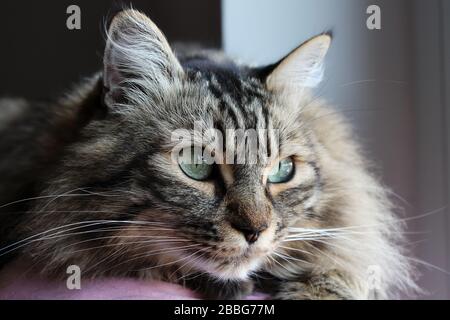 Heimisches Norwegisches Katzen-Porträt zu Hause in natürlichem Licht Stockfoto