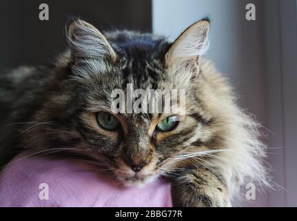 Heimisches Norwegisches Katzen-Porträt zu Hause in natürlichem Licht Stockfoto