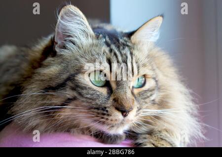 Heimisches Norwegisches Katzen-Porträt zu Hause in natürlichem Licht Stockfoto