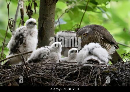 Sparrowhawk/Sperber ( Accipiter Nisus ), Frauen pflegen, seine Nachkommen füttern, junge Küken, die etwas darüber beobachten, Tierwelt, Europa. Stockfoto