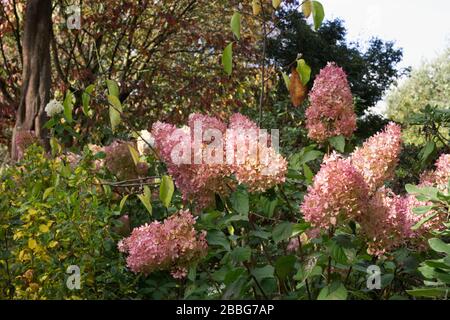 Hydrangea paniculata "Greenspire" Blumen in den RHS Wisley Gardens. Stockfoto