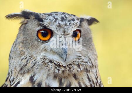 Eagle Owl (Bubo bubo), Eurasische Eagle-Owl, auch Northern Eagle Owl oder European Eagle-Owl genannt, Erwachsene, die meisten majestätischen Eulen, Europa. Stockfoto