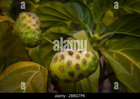 Nonifrucht, Morinda citrifolia, an einem Nonibaum im Inneren der Provinz Cocle, Republik Panama. Stockfoto