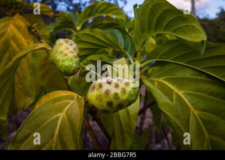 Nonifrucht, Morinda citrifolia, an einem Nonibaum im Inneren der Provinz Cocle, Republik Panama. Stockfoto