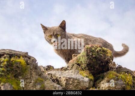 Das ist eine sehr junge Babykatze, die an der Wand spazieren geht und die Kamera sieht. Das ist eine Straßenkatze und es ist ein wenig wütend auf die Menschen. Das ist es Stockfoto