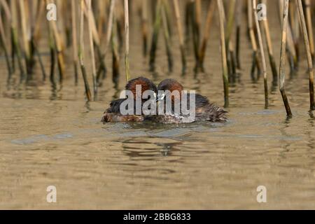 Zwei kleine Grebe-Tachybaptus-Ruficollis zeigen Balzwerbung. Stockfoto